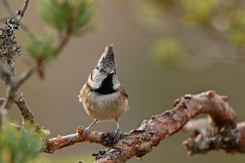 Crested tit framed by branches on scots pine tree.