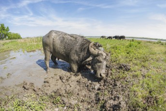 The herd of 7 water buffaloes was released on Ermakov Island in the Ukrainian Danube delta. The animals were brought from Transcarpathia by “Rewilding Ukraine” to help preserve the island’s mosaic landscapes and rich biodiversity.