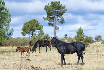 Serrano horses in the Dehesa de Solanillos in Mazarete.