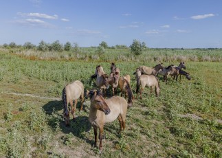 ERMAKOV ISLAND, DANUBE DELTA, VYLKOVE, ODESSA OBLAST, UKRAINE - JULY 14, 2020: One year after Rewilding Europe released a herd of Wild Konik or Polish primitive horse in Danube delta of Ukraine