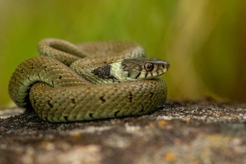 Grass snake (Natrix natrix) in Portugal