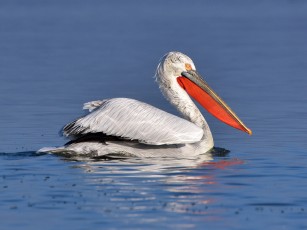 Dalmatian Pelican in the Ukrainian Danube Delta