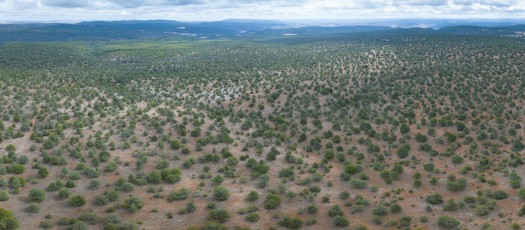 Aerial view from a drone of the Sabinas forest (Juniperus thurifera) in the surroundings of Torremocha del Pinar.
