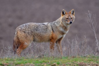 Golden jackal in the Danube Delta