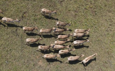 TARUTINO STEPPE, ODESSA OBLAST, UKRAINE - JUNE 18-19, 2020: Rewilding Ukraine released herd of Transcaspian wild ass (Equus hemionus kulan) for acclimatization in quarantine zone