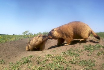 Marmots in the Tarutino steppe, camera trap photo
