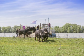 The herd of 7 water buffaloes was released on Ermakov Island in the Ukrainian Danube delta. The animals were brought from Transcarpathia by “Rewilding Ukraine” to help preserve the island’s mosaic landscapes and rich biodiversity.
