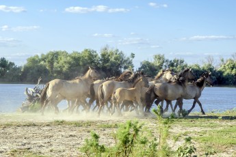 ERMAKOV ISLAND, DANUBE DELTA, VYLKOVE, ODESSA OBLAST, UKRAINE - JULY 14, 2020: One year after Rewilding Europe released a herd of Wild Konik or Polish primitive horse in Danube delta of Ukraine