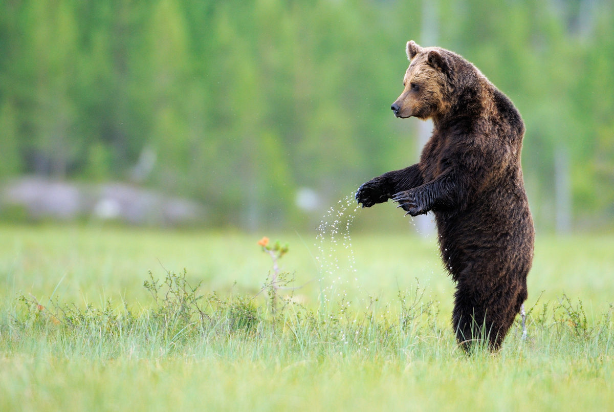 The brown bear is an important element of European nature and cultural heritage. Its numbers were severely reduced in a large part of Central and Southern Europe in the 19th century, even extinct in some parts. Nowadays people’s attitude towards this large carnivore is shifting. 