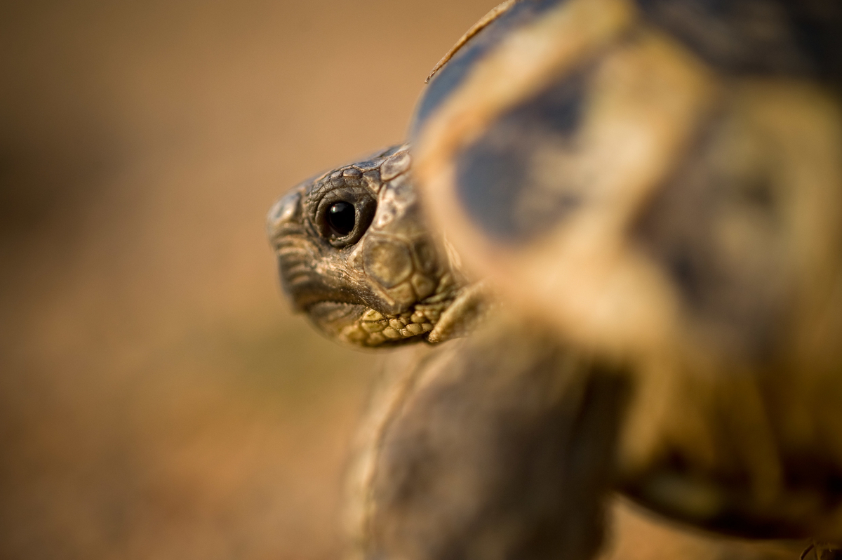 Tortoise | Rewilding Europe