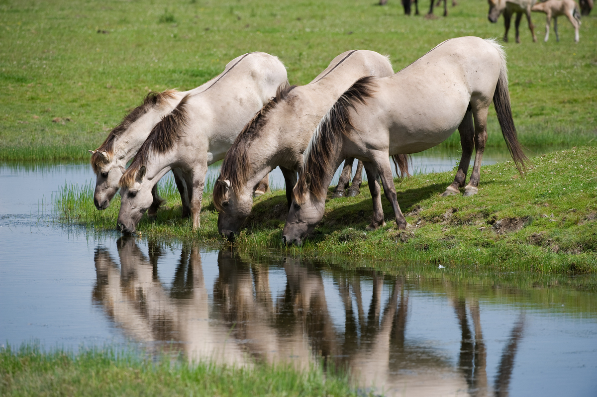 Horses to the wolves, wolves to the horses Rewilding Europe