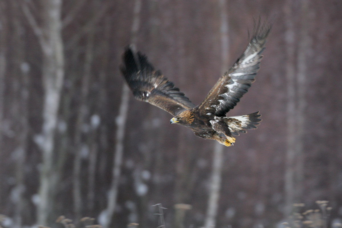 Making Money With Raptors In Norway Rewilding Europe