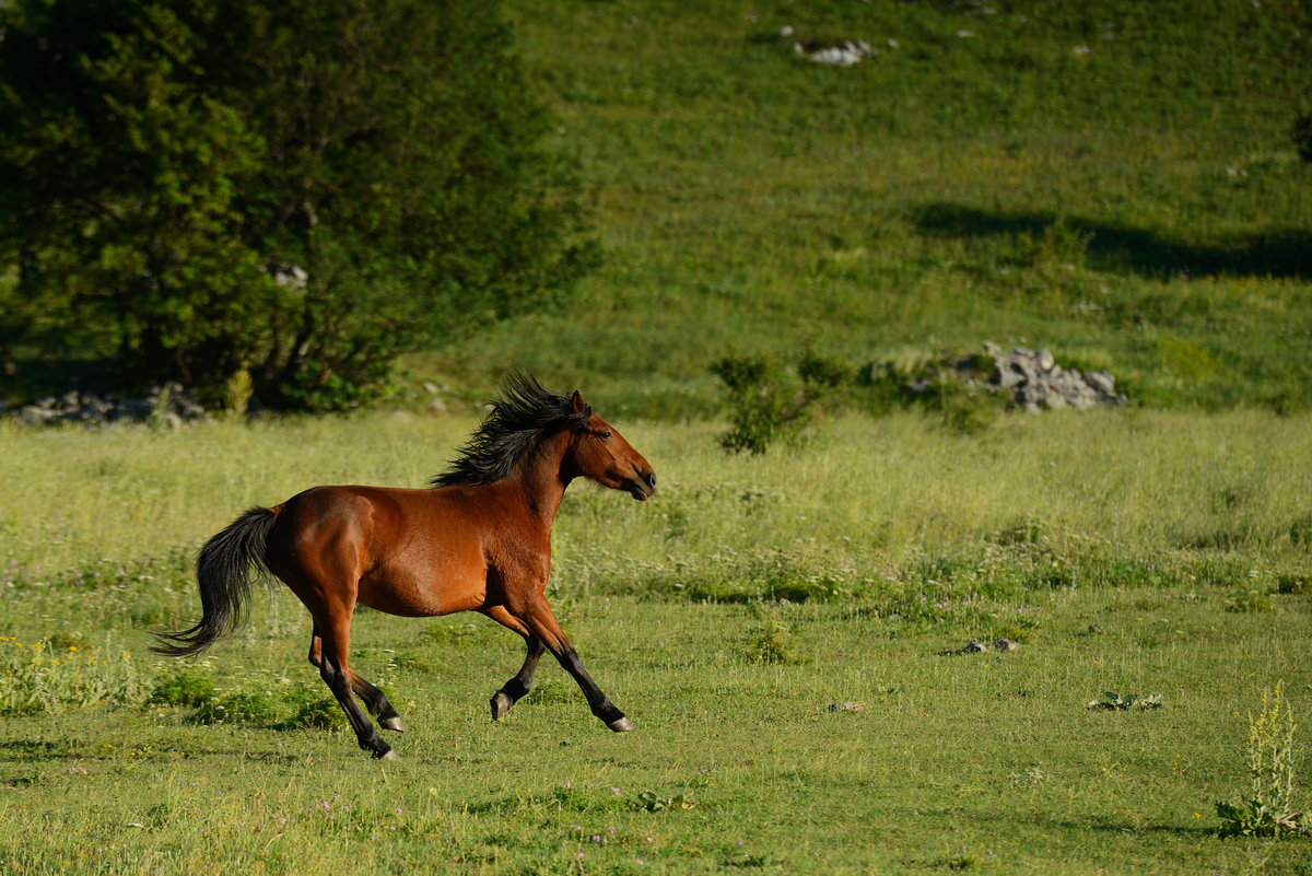 Where Did The Wild Horse Go Rewilding Europe