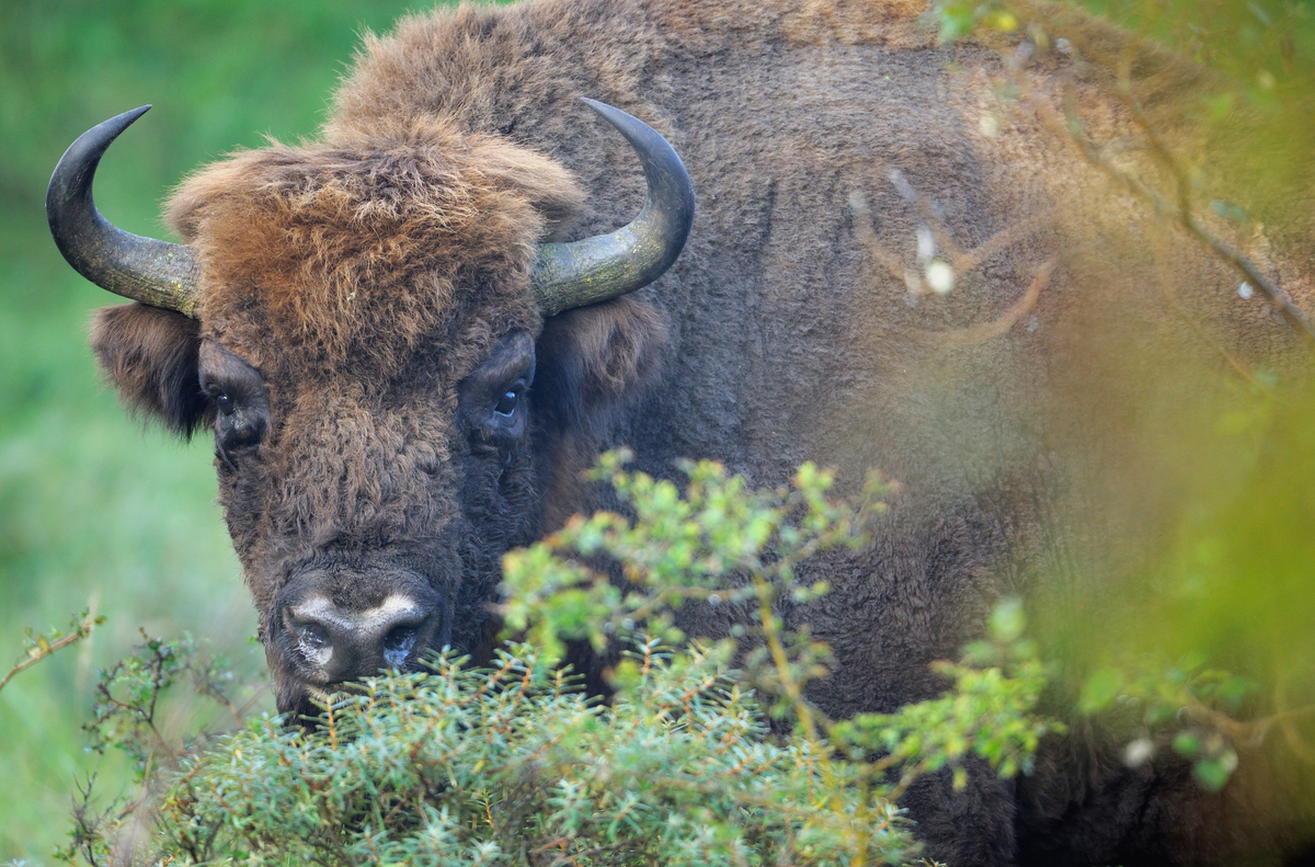 Seven bison released in Bornholm island, Denmark Rewilding Europe