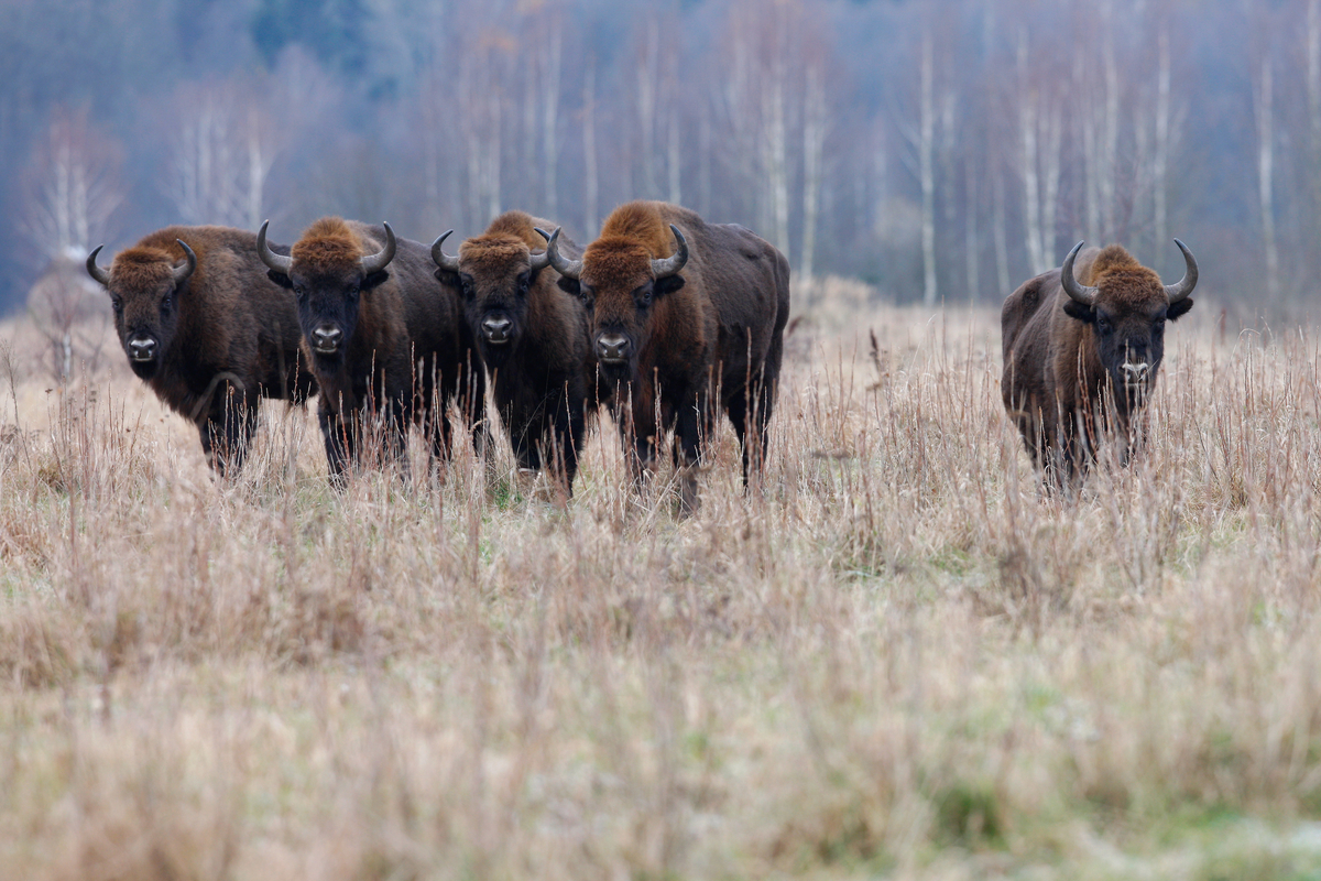 Five European bison released in Vanatori-Neamt Nature Park in Romania ...