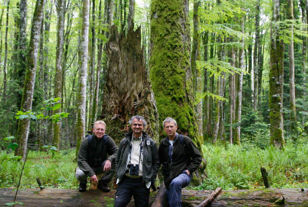 Johan van de Gronden, the CEO of WWF Netherlands (in the middle) with Frans Schepers and Wouter Helmer from Rewilding Europe in the primeval forest of the Velebit rewilding area in June 2012.