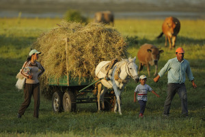 Farming family going home from work in the evening. Lake Prespa National Park, Albania June 2009