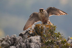 Lanner falcon (Falco biarmicus) adult male landing on perch. Central Apennines, Italy. April 2011