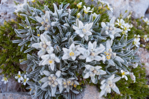 Apennine edelweiss (Leontopodium nivale) blooming. Endemic to high altitudes in the Central Apennines. Abruzzo, Italy. July 2011