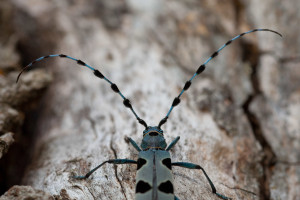 Rosalia longicorn beetle (Rosalia alpina) close-up of adult. Abruzzo, Central Apennines, Italy. Jul 2011