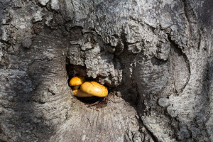 Pholiota aurivellus fungus growing in a caveat of a trunk of a live Common beech (Fagus sylvatica) tree. Southern Carpathians, Munții Ṭarcu, Caraș-Severin, Romania.