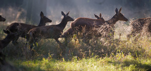 Red Deer (Cervus elaphus), Klampenborg Dyrehave, Denmark