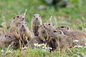 Ziesel-Familie, Spermophilus citellus, Slowakei / Souslik family, Spermophilus citellus, near Strazne, Slovakia