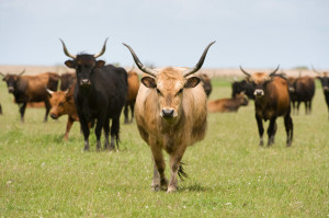 Heck cattle (Bos taurus) group on grass plain. Oostvaardersplassen, Netherlands. Mission: Oostervaardersplassen, Netherlands, June 2009.