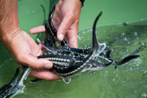 Young sturgeons at a farm raising mainly starry sturgeons, Acipenser stellatus, also known as stellate sturgeon. The starry sturgeon is considered critically endangered by the IUCN and international trade in this species (including its caviar) is restricted by CITES. This farm Kavoar House is located outside Horia village, close to Danube Delta, Romania.