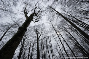 Beech/ Fir forest, Fagus sylvatica/ Abies alba, Poloniny N.P, Slovakia