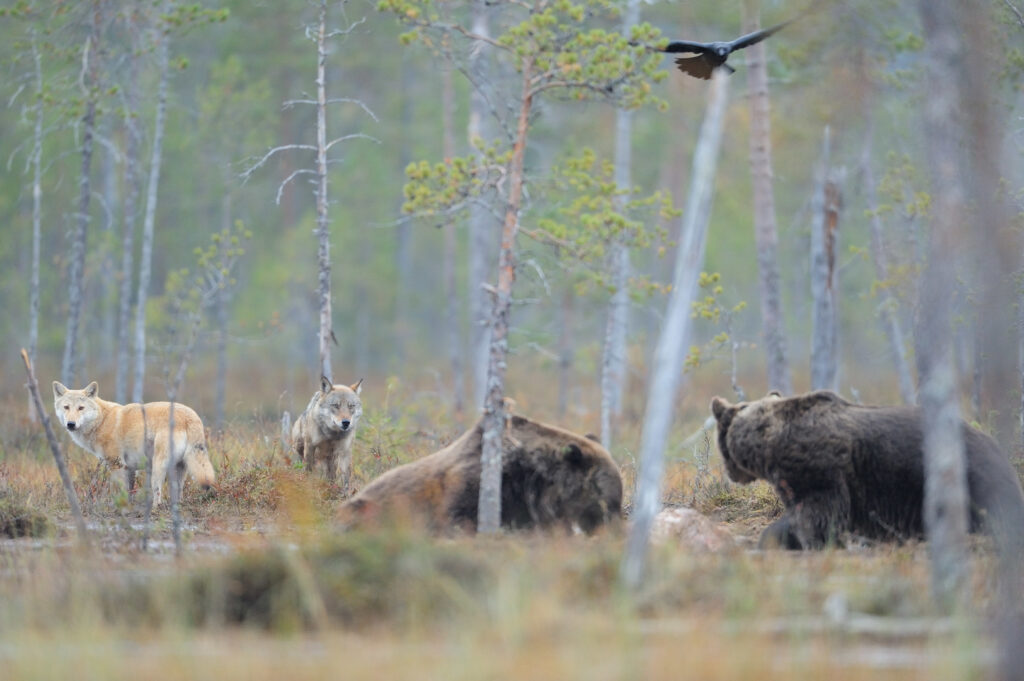 Eurasian wolf, Canis lupus, Eurasian brown bear, Ursus arctos and Raven, Corvus corax in Kuhmo, Finland.