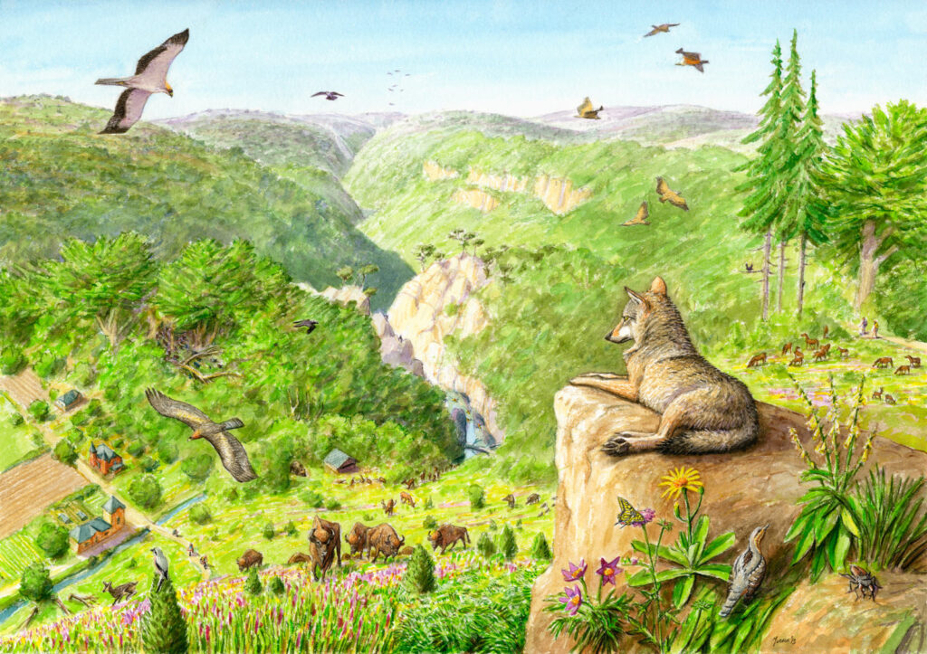 Artist's vision of the Southern Carpathians rewilding area