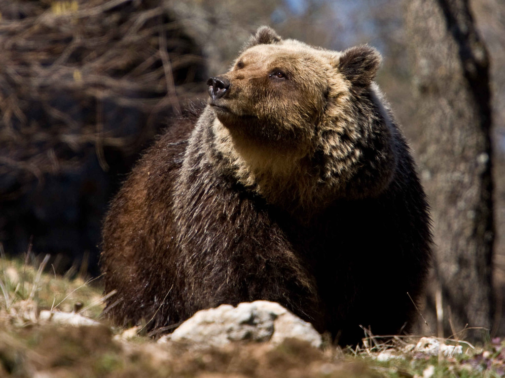 Rewilding work is focusing on a range of essential actions to conserve and boost the area's population of Marsican brown bears.