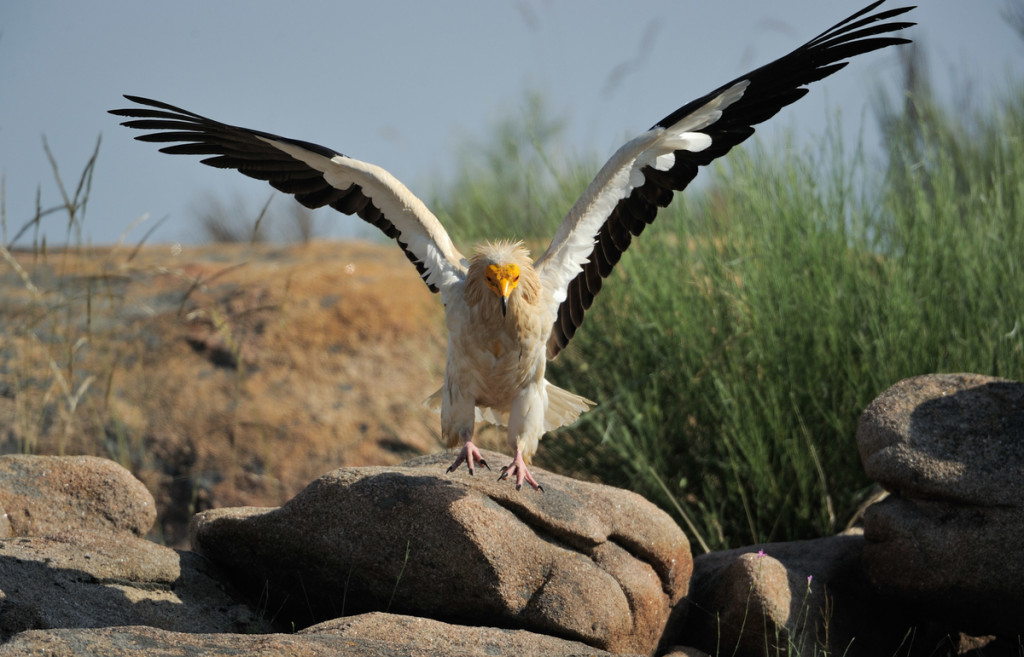 Egyptian vulture, Faia Brava reserve
