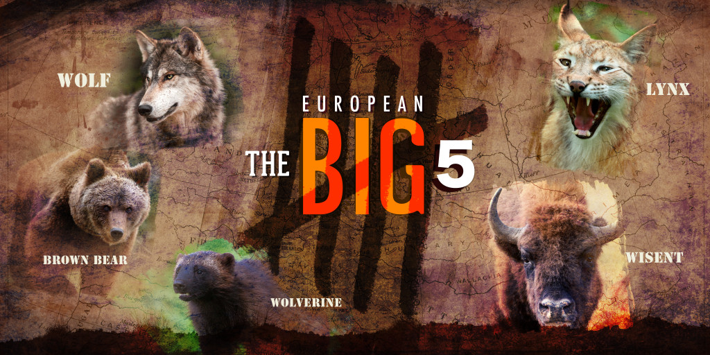 Fonkelnieuw Which animals might qualify as “Europe's Big Five”? | Rewilding Europe WQ-47