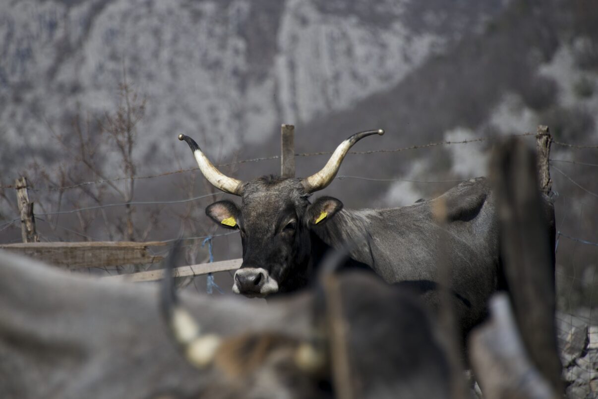 First Boskarin cattle now released in the Velebit mountains | Rewilding