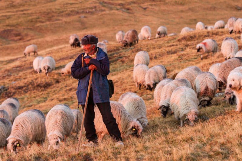 Shepherd leading his sheep to a paddock, Southern Carpathians, Romania