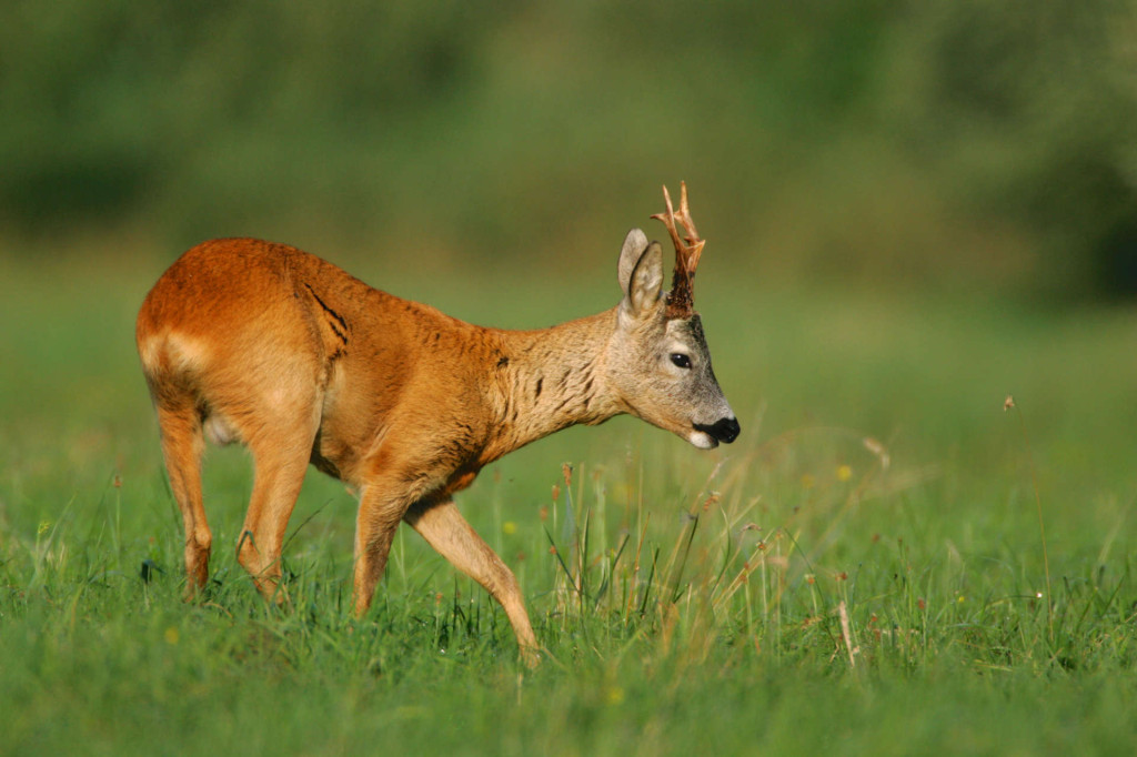 Roe deer, Bieszczady Mountains