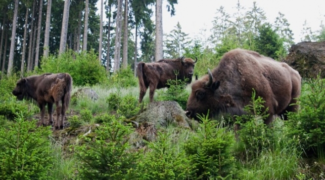 European bison in the Rothaargebirge | Rewilding Europe