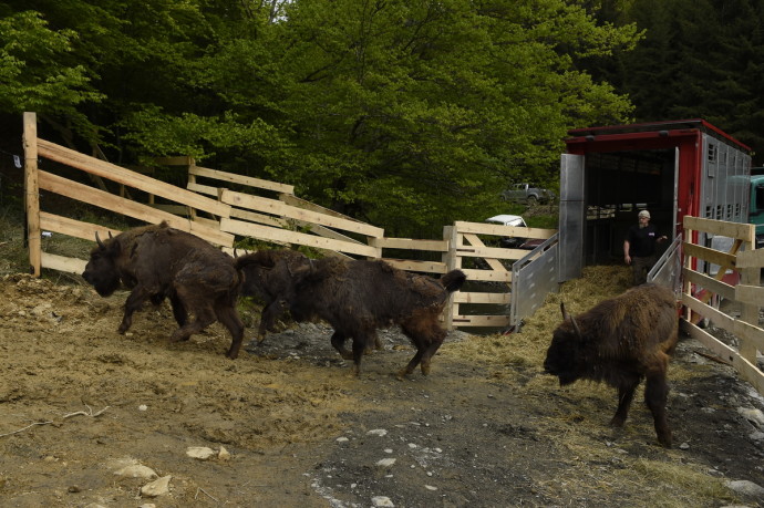 European bison release in the Southern Carpathians, 17 May 2014