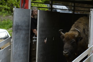European bison release in the Southern Carpathians, 17 May 2014