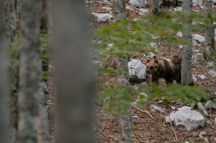 Marsican / Abruzzo brown bear (Ursus arctos marsicanus) adult female in beechwood. Critically endangered subspecies. Central Apennines, Abruzzo, Italy. September 2010