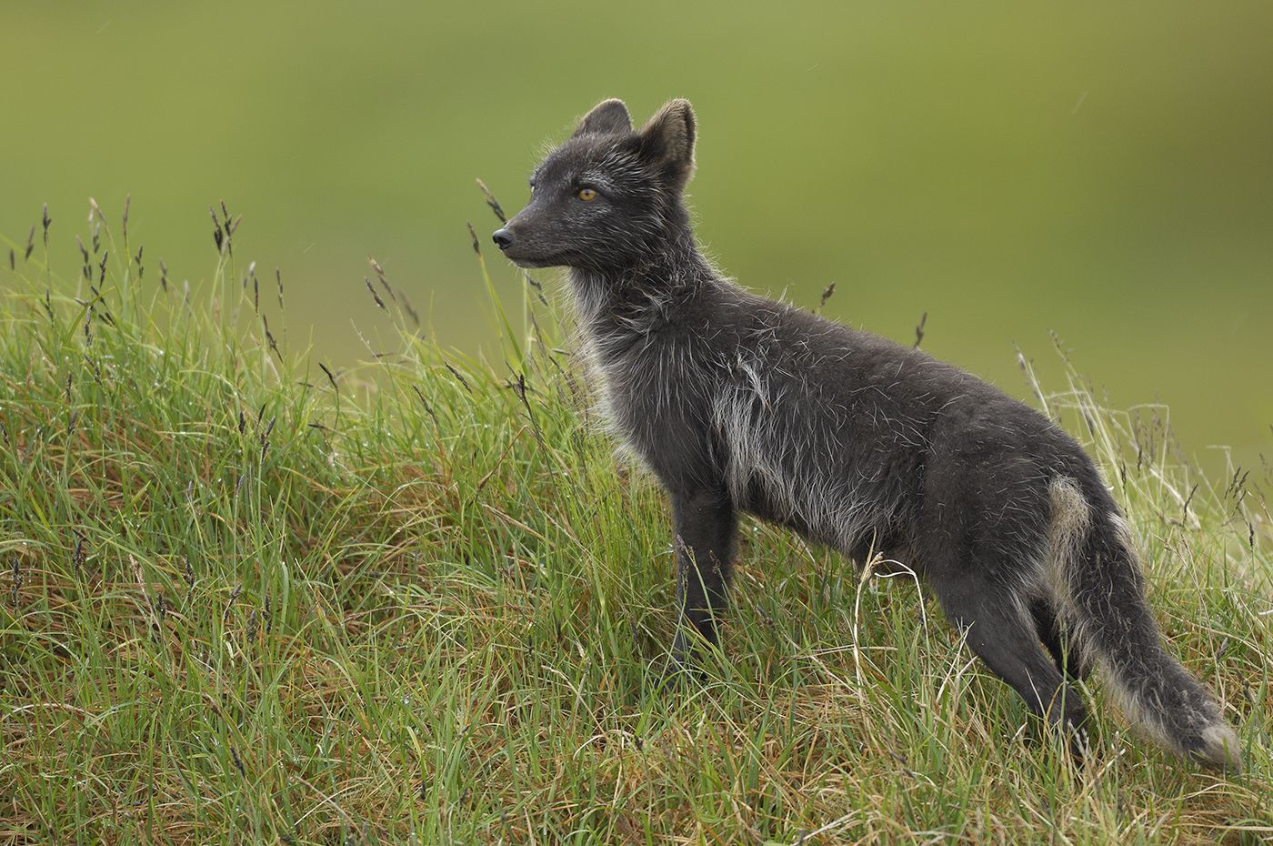 Arctic fox safaris in Sweden helps the arctic fox while making business ...
