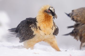 Lammergeier or bearded vulture