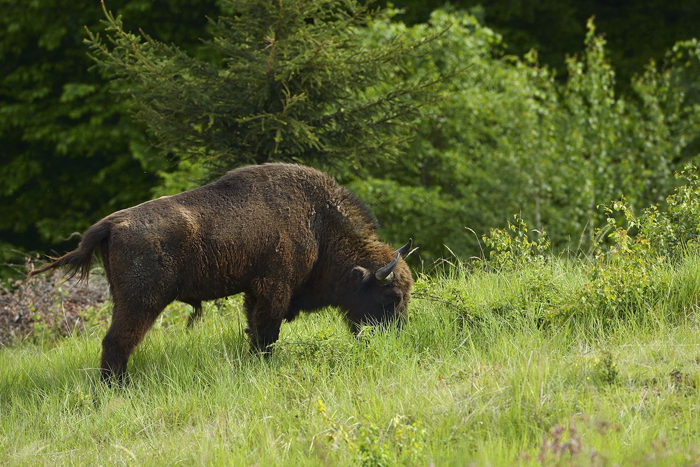 European bison released in the Vanatori Neamt Nature Park, Romania ...