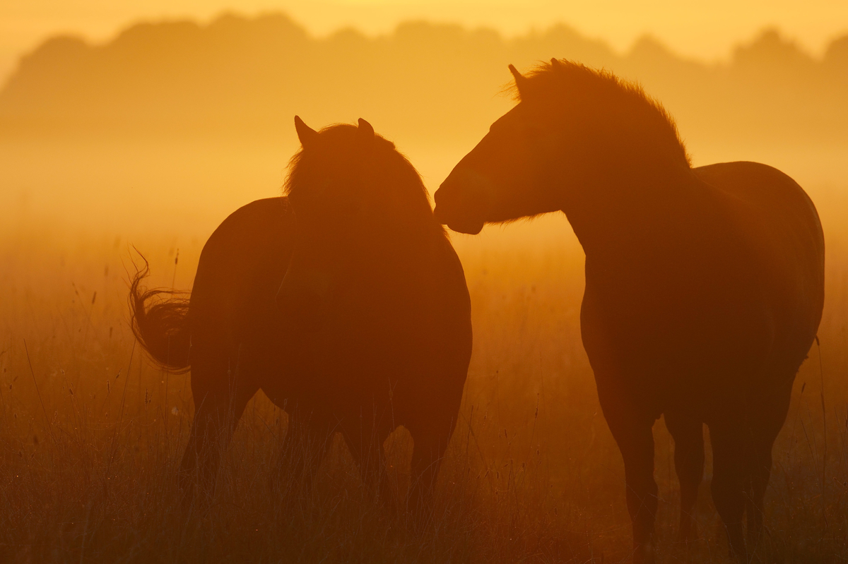 “Rewilding horses in Europe” why, how, which and where? Rewilding