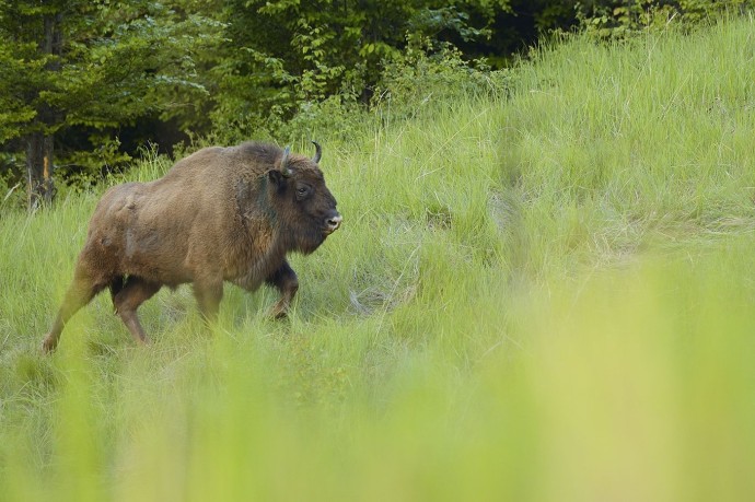 European bison in the Tarcu mountains.