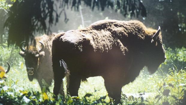 European bison on the Danish island of Bornholm.