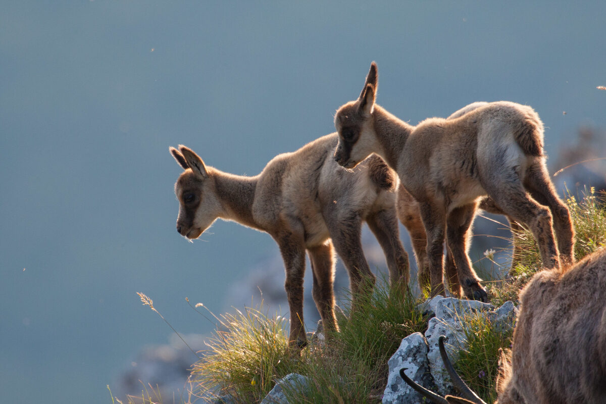 Apennine chamois (Rupicapra pyrenaica ornata) juvenile, endemic to the Apennine Mountains, Italy.