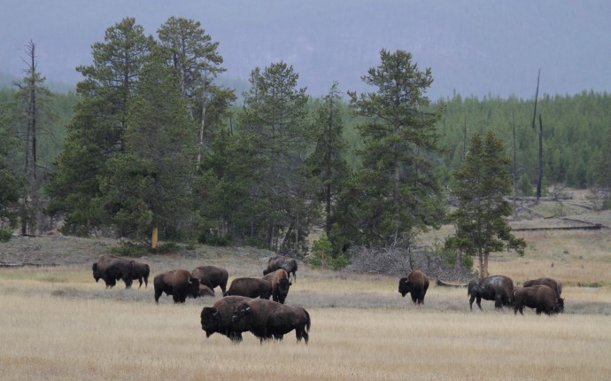 Yellowstone National Park holds some 5,000 free-roaming American bison. A lot of them leave the park in winter and graze in the surrounding areas, creating challenges for bison conservation.